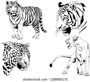 vector drawings sketches different predator , tigers lions cheetahs and leopards are drawn in ink by hand , objects with no background