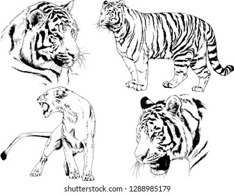 vector drawings sketches different predator , tigers lions cheetahs and leopards are drawn in ink by hand , objects with no background