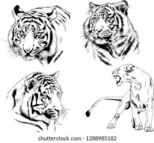 vector drawings sketches different predator , tigers lions cheetahs and leopards are drawn in ink by hand , objects with no background