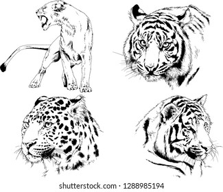 vector drawings sketches different predator , tigers lions cheetahs and leopards are drawn in ink by hand , objects with no background