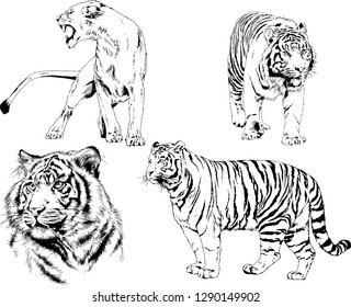 vector drawings sketches different predator , tigers lions cheetahs and leopards are drawn in ink by hand , objects with no background