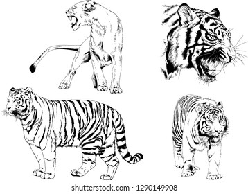 vector drawings sketches different predator , tigers lions cheetahs and leopards are drawn in ink by hand , objects with no background