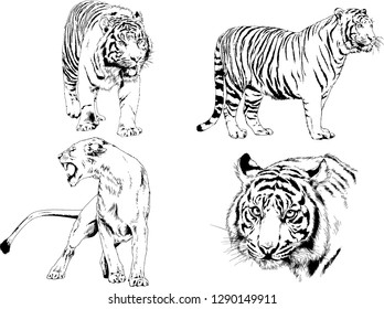 vector drawings sketches different predator , tigers lions cheetahs and leopards are drawn in ink by hand , objects with no background