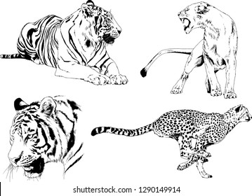 vector drawings sketches different predator , tigers lions cheetahs and leopards are drawn in ink by hand , objects with no background