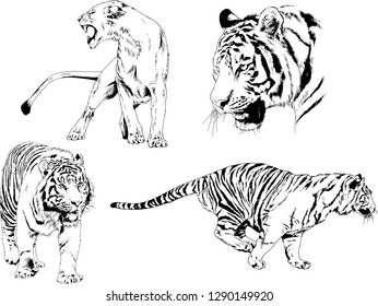 vector drawings sketches different predator , tigers lions cheetahs and leopards are drawn in ink by hand , objects with no background
