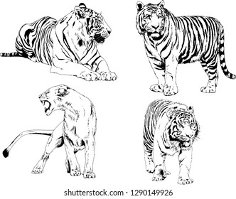 vector drawings sketches different predator , tigers lions cheetahs and leopards are drawn in ink by hand , objects with no background