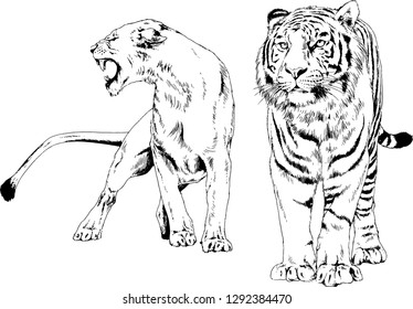 vector drawings sketches different predator , tigers lions cheetahs and leopards are drawn in ink by hand , objects with no background
