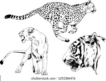 vector drawings sketches different predator , tigers lions cheetahs and leopards are drawn in ink by hand , objects with no background
