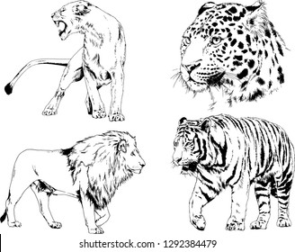vector drawings sketches different predator , tigers lions cheetahs and leopards are drawn in ink by hand , objects with no background