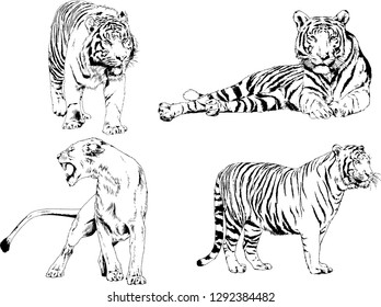 vector drawings sketches different predator , tigers lions cheetahs and leopards are drawn in ink by hand , objects with no background
