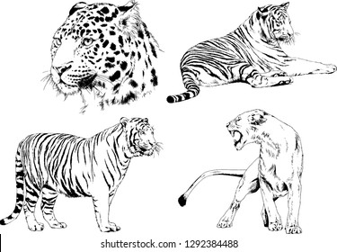 vector drawings sketches different predator , tigers lions cheetahs and leopards are drawn in ink by hand , objects with no background