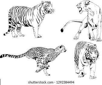 vector drawings sketches different predator , tigers lions cheetahs and leopards are drawn in ink by hand , objects with no background