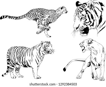 vector drawings sketches different predator , tigers lions cheetahs and leopards are drawn in ink by hand , objects with no background