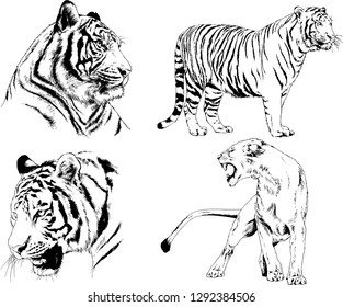 vector drawings sketches different predator , tigers lions cheetahs and leopards are drawn in ink by hand , objects with no background