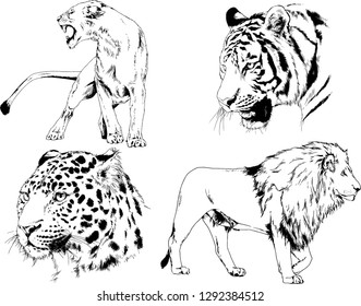 vector drawings sketches different predator , tigers lions cheetahs and leopards are drawn in ink by hand , objects with no background