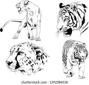 vector drawings sketches different predator , tigers lions cheetahs and leopards are drawn in ink by hand , objects with no background