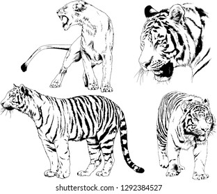 vector drawings sketches different predator , tigers lions cheetahs and leopards are drawn in ink by hand , objects with no background