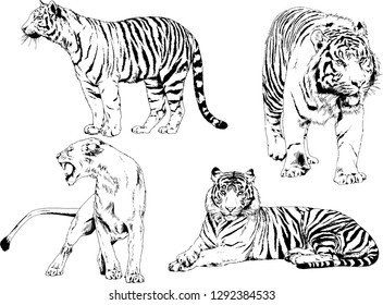 vector drawings sketches different predator , tigers lions cheetahs and leopards are drawn in ink by hand , objects with no background