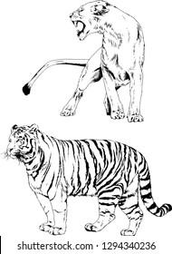vector drawings sketches different predator , tigers lions cheetahs and leopards are drawn in ink by hand , objects with no background