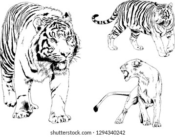 vector drawings sketches different predator , tigers lions cheetahs and leopards are drawn in ink by hand , objects with no background