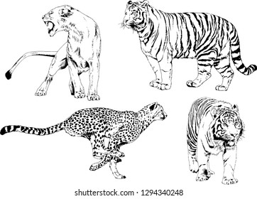 vector drawings sketches different predator , tigers lions cheetahs and leopards are drawn in ink by hand , objects with no background