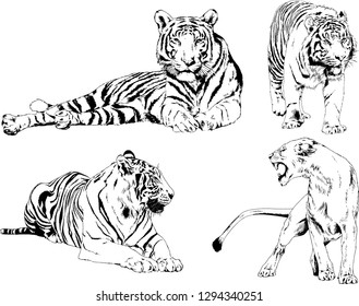 vector drawings sketches different predator , tigers lions cheetahs and leopards are drawn in ink by hand , objects with no background