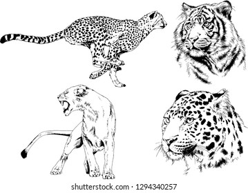 vector drawings sketches different predator , tigers lions cheetahs and leopards are drawn in ink by hand , objects with no background