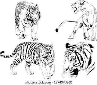 vector drawings sketches different predator , tigers lions cheetahs and leopards are drawn in ink by hand , objects with no background
