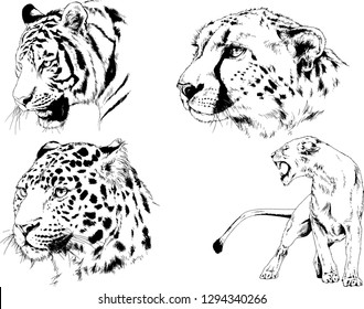 vector drawings sketches different predator , tigers lions cheetahs and leopards are drawn in ink by hand , objects with no background