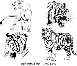 vector drawings sketches different predator , tigers lions cheetahs and leopards are drawn in ink by hand , objects with no background
