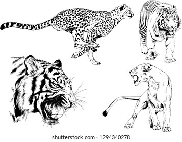 vector drawings sketches different predator , tigers lions cheetahs and leopards are drawn in ink by hand , objects with no background