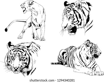 vector drawings sketches different predator , tigers lions cheetahs and leopards are drawn in ink by hand , objects with no background