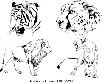 vector drawings sketches different predator , tigers lions cheetahs and leopards are drawn in ink by hand , objects with no background