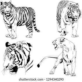 vector drawings sketches different predator , tigers lions cheetahs and leopards are drawn in ink by hand , objects with no background