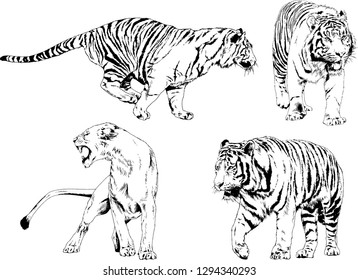 vector drawings sketches different predator , tigers lions cheetahs and leopards are drawn in ink by hand , objects with no background