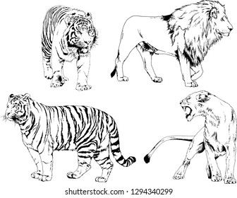 vector drawings sketches different predator , tigers lions cheetahs and leopards are drawn in ink by hand , objects with no background