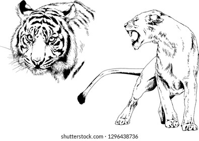 vector drawings sketches different predator , tigers lions cheetahs and leopards are drawn in ink by hand , objects with no background