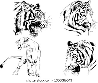 vector drawings sketches different predator , tigers lions cheetahs and leopards are drawn in ink by hand , objects with no background