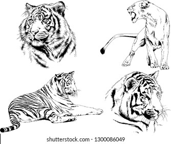 vector drawings sketches different predator , tigers lions cheetahs and leopards are drawn in ink by hand , objects with no background