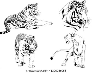 vector drawings sketches different predator , tigers lions cheetahs and leopards are drawn in ink by hand , objects with no background