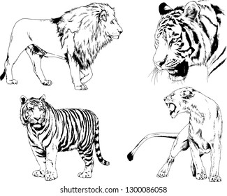 vector drawings sketches different predator , tigers lions cheetahs and leopards are drawn in ink by hand , objects with no background