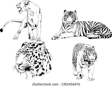 vector drawings sketches different predator , tigers lions cheetahs and leopards are drawn in ink by hand , objects with no background