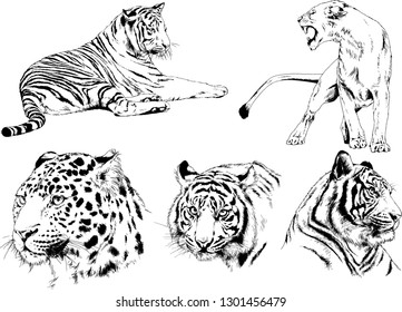 vector drawings sketches different predator , tigers lions cheetahs and leopards are drawn in ink by hand , objects with no background