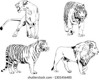 vector drawings sketches different predator , tigers lions cheetahs and leopards are drawn in ink by hand , objects with no background