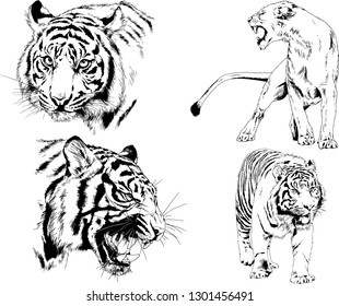 vector drawings sketches different predator , tigers lions cheetahs and leopards are drawn in ink by hand , objects with no background