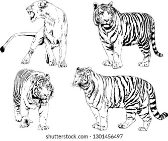 vector drawings sketches different predator , tigers lions cheetahs and leopards are drawn in ink by hand , objects with no background