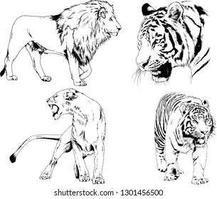 vector drawings sketches different predator , tigers lions cheetahs and leopards are drawn in ink by hand , objects with no background
