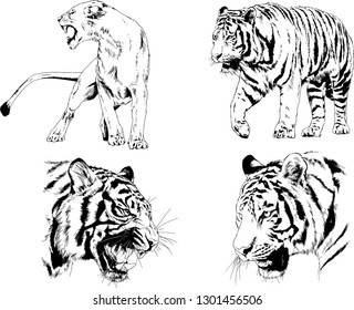 vector drawings sketches different predator , tigers lions cheetahs and leopards are drawn in ink by hand , objects with no background