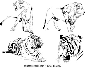 vector drawings sketches different predator , tigers lions cheetahs and leopards are drawn in ink by hand , objects with no background