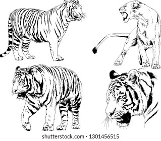 vector drawings sketches different predator , tigers lions cheetahs and leopards are drawn in ink by hand , objects with no background